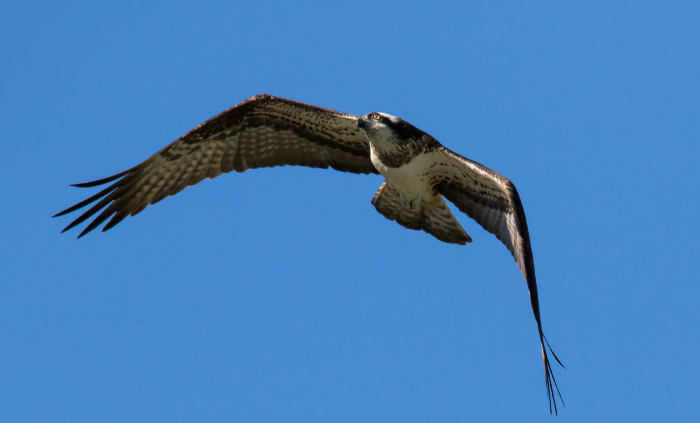 Falco pescatore